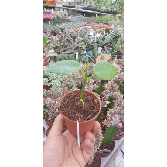 Хоя (Hoya ruthie﻿﻿﻿﻿﻿)