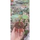 Хоя (Hoya ruthie﻿﻿﻿﻿﻿)