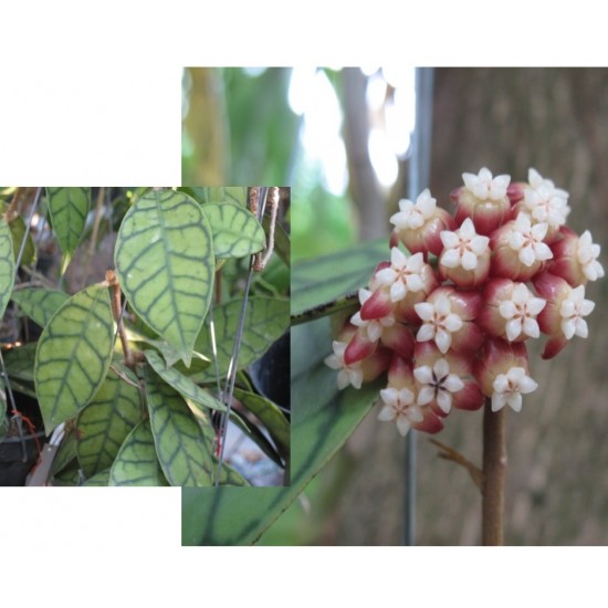 Хоя (Hoya callistophylla short leaves)