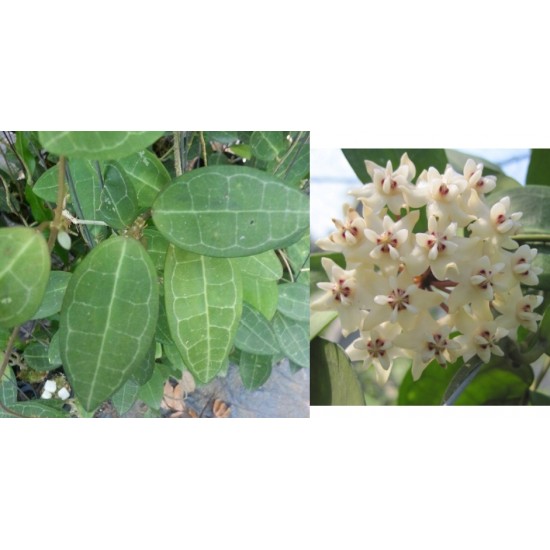 Хоя (Hoya elliptica﻿)