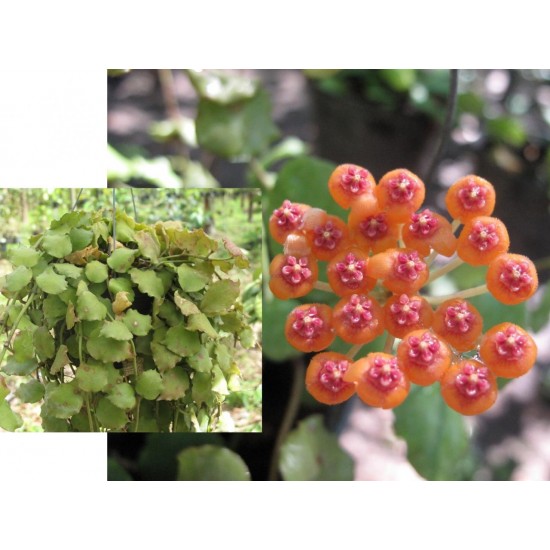 Хоя (Hoya endauensis)