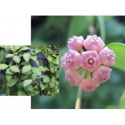 Хоя (Hoya heuschkeliana pink flowers﻿) 