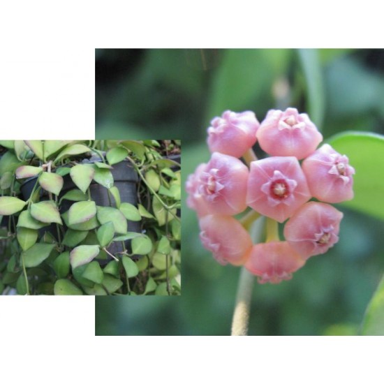 Хоя (Hoya heuschkeliana pink flowers﻿)