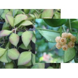 Хоя (Hoya heuschkeliana yellow flowers﻿)
