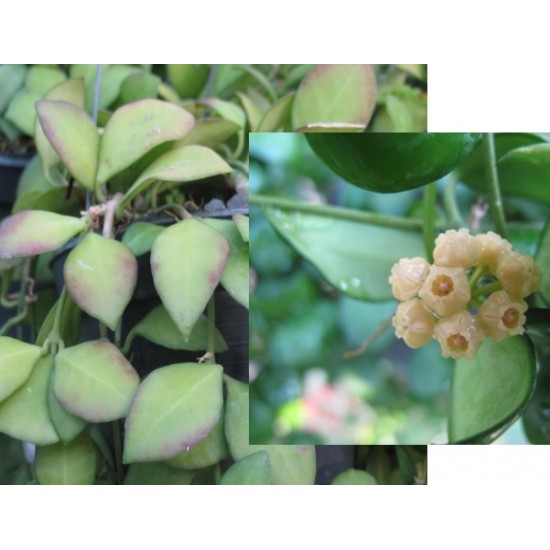 Хоя (Hoya heuschkeliana yellow flowers﻿)