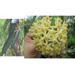 Хоя (Hoya hypolasia)