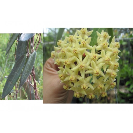Хоя (Hoya hypolasia)