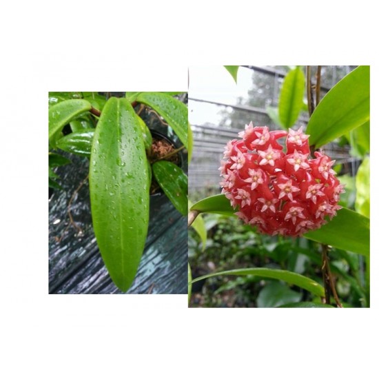 Хоя (Hoya imbricata)