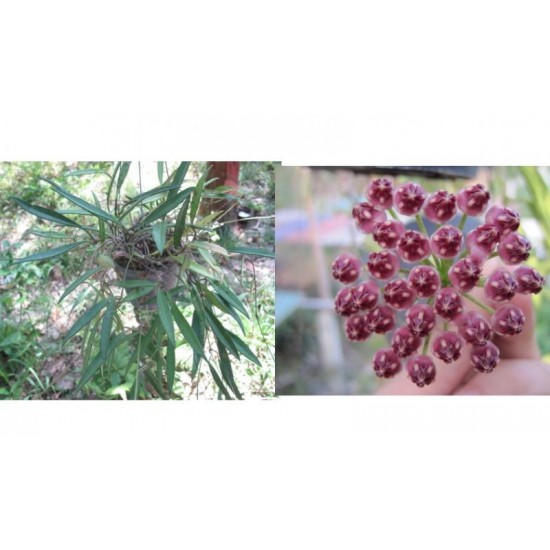Хоя (Hoya kentiana)