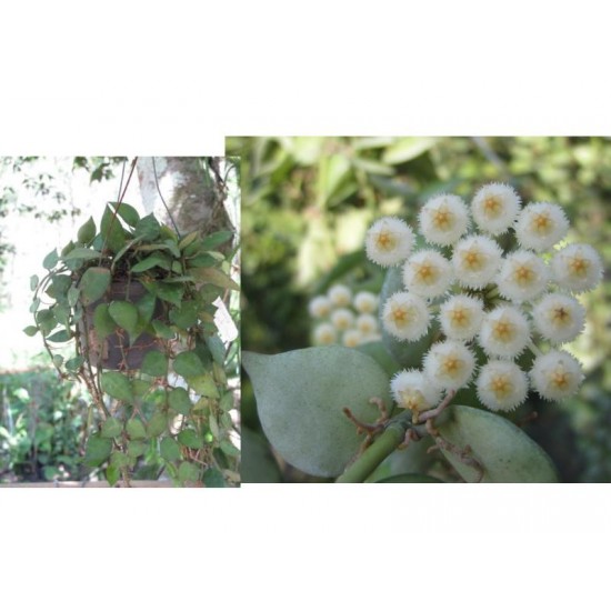 Хоя (Hoya lacunosa  Heart Shaped ) - резник
