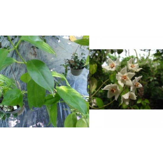 Хоя (Hoya leucorhoda﻿) - резник