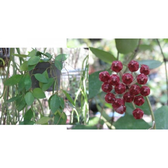 Хоя (Hoya litoralis﻿) - резник
