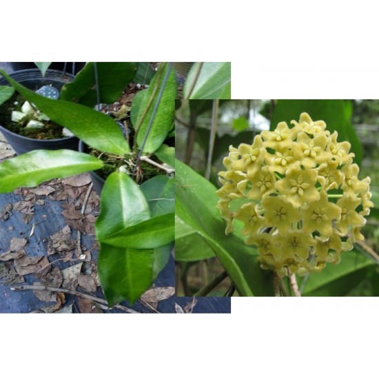 Хоя (Hoya montana﻿﻿﻿) - резник