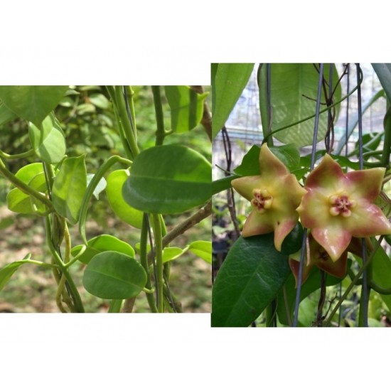 Хоя (Hoya ariadna)