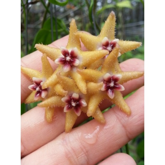 Хоя (Hoya buotii)