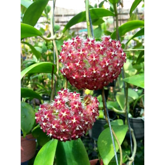 Хоя (Hoya elmeri)
