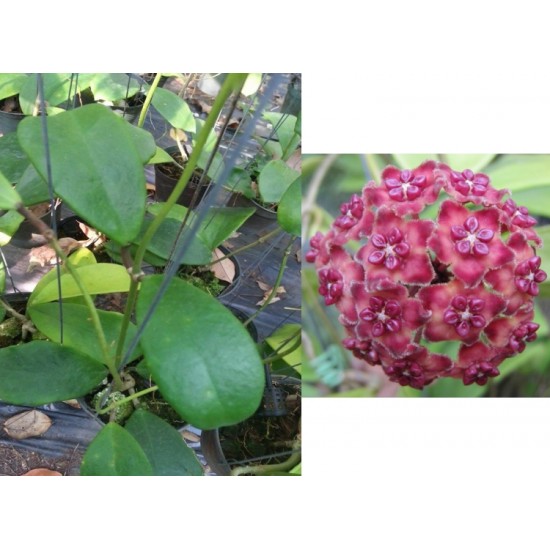 Хоя (Hoya excavata﻿)