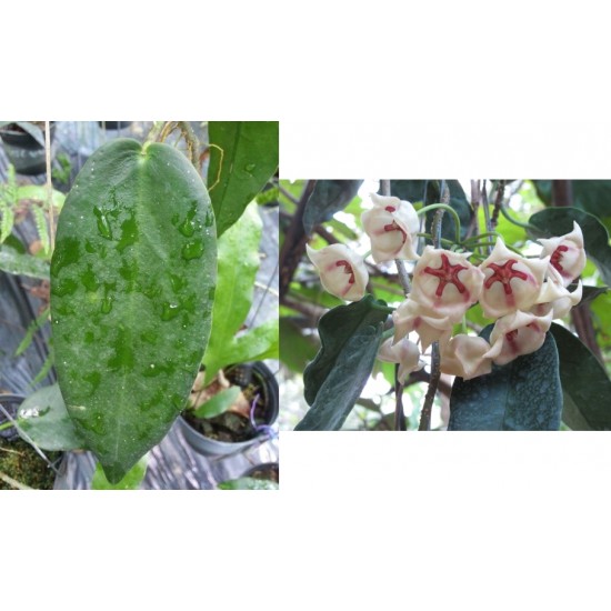 Хоя (Hoya archboldiana white)