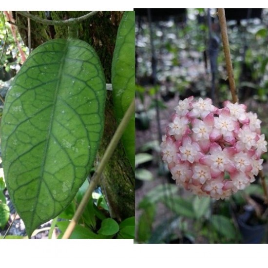 Хоя (Hoya Alyona )