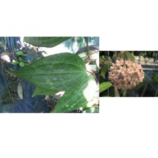 Хоя (Hoya latifolia) - резник