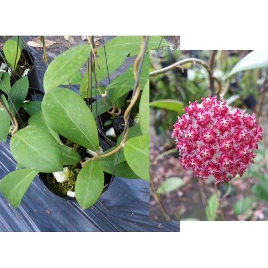 Хоя (Hoya mindorensis Purple Star﻿﻿﻿) - резник
