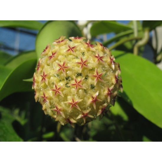 Хоя (Hoya mindorensis yellow﻿﻿﻿)