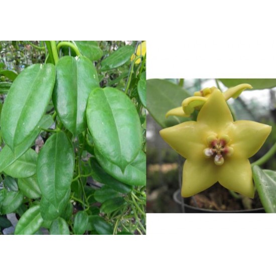 Хоя (Hoya ruthie﻿﻿﻿﻿﻿)