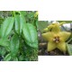 Хоя (Hoya ruthie﻿﻿﻿﻿﻿)