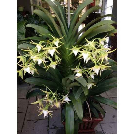 Oрхидея Ангрекум (Angraecum crestwood GH Star)