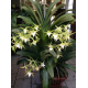 Oрхидея Ангрекум (Angraecum crestwood GH Star)