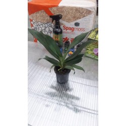 Oрхидея Ангрекум (Angraecum crestwood GH Star) Oрхидея Ангрекум (Angraecum crestwood GH Star)