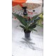 Oрхидея Ангрекум (Angraecum crestwood GH Star)