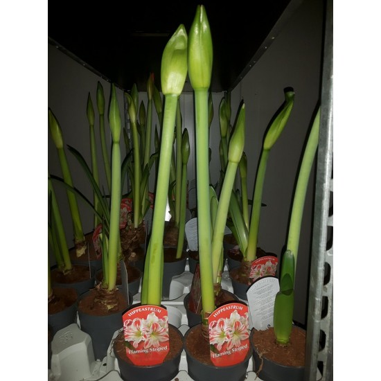 Хипеаструм ( Hippeastrum Flaming striped)