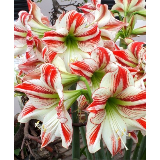 Хипеаструм ( Hippeastrum Flaming striped)