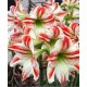 Хипеаструм ( Hippeastrum Flaming striped)