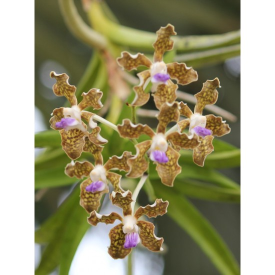 Ванда (vanda tessellata)