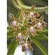 Ванда (vanda tessellata)