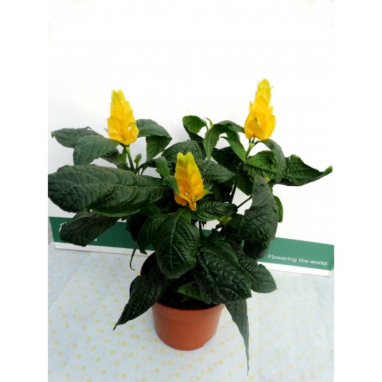 Пахистахис (Pahistahis lutea)