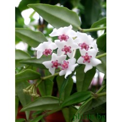 Хоя (Hoya bella)