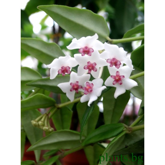 Хоя (Hoya bella)