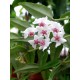 Хоя (Hoya bella)