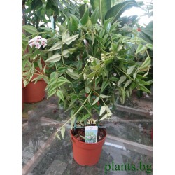Хоя (Hoya bella)
