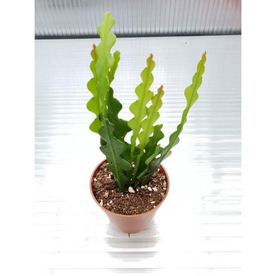 Epiphyllum E3