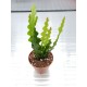 Epiphyllum E3