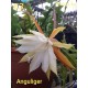 Epiphyllum E3