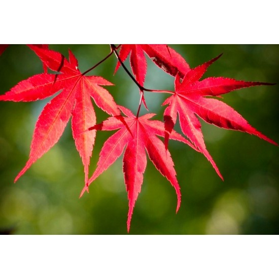 Японски клен (Аcer palmatum Аtropurpureum)