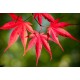 Японски клен (Аcer palmatum Аtropurpureum)