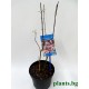 Японски клен (Аcer palmatum Аtropurpureum)