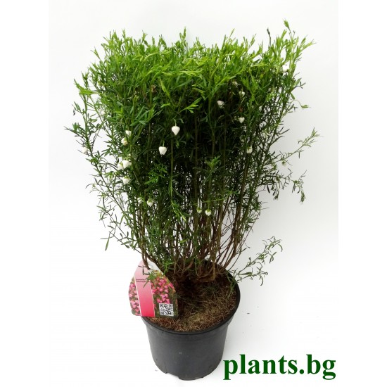 Борония (Boronia heterophylla)