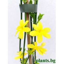 Жасмин (Jasminum nudiflorum)